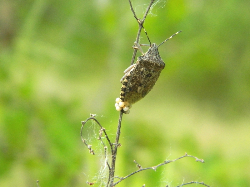 Richiesta id. Pentatomidae in ovodeposizione: Rhaphigaster nebulosa